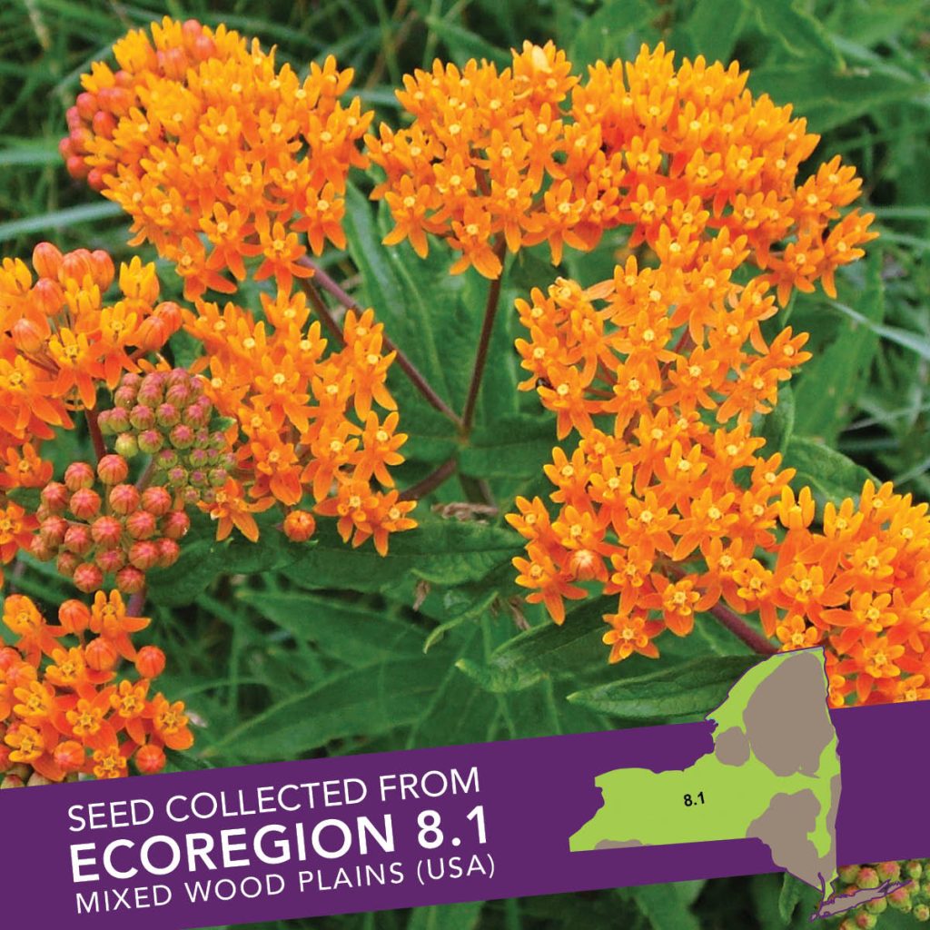 Butterfly Weed (Asclepias tuberosa) Seed Packet - Ecoregion 8.1