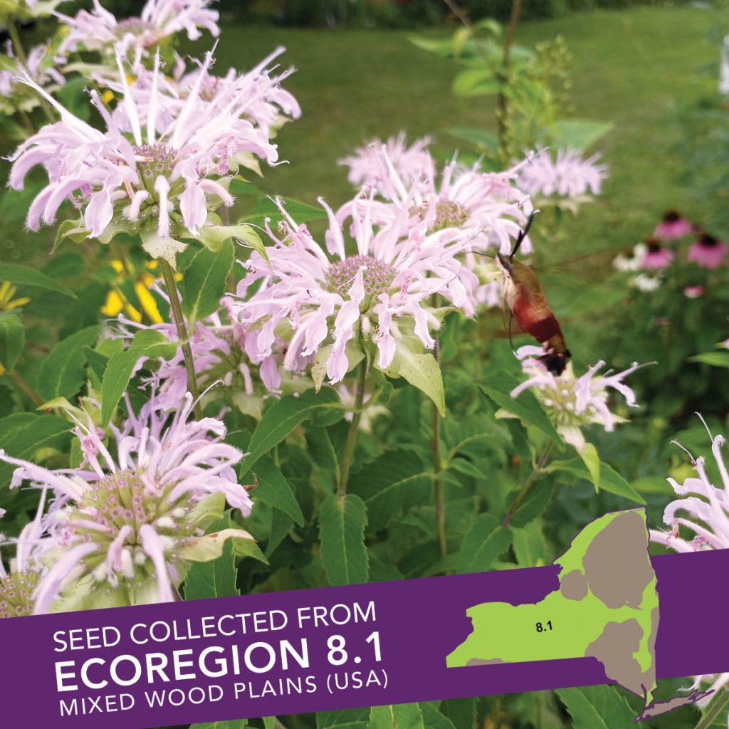 Bergamot (Monarda fistulosa) Seed Packet - Ecoregion 8.1
