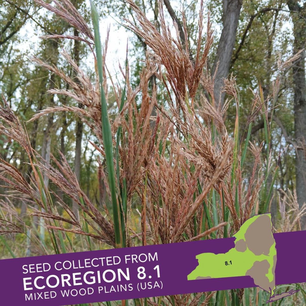 Big Bluestem (Andropogon gerardii) Seed Packet - Ecoregion 8.1