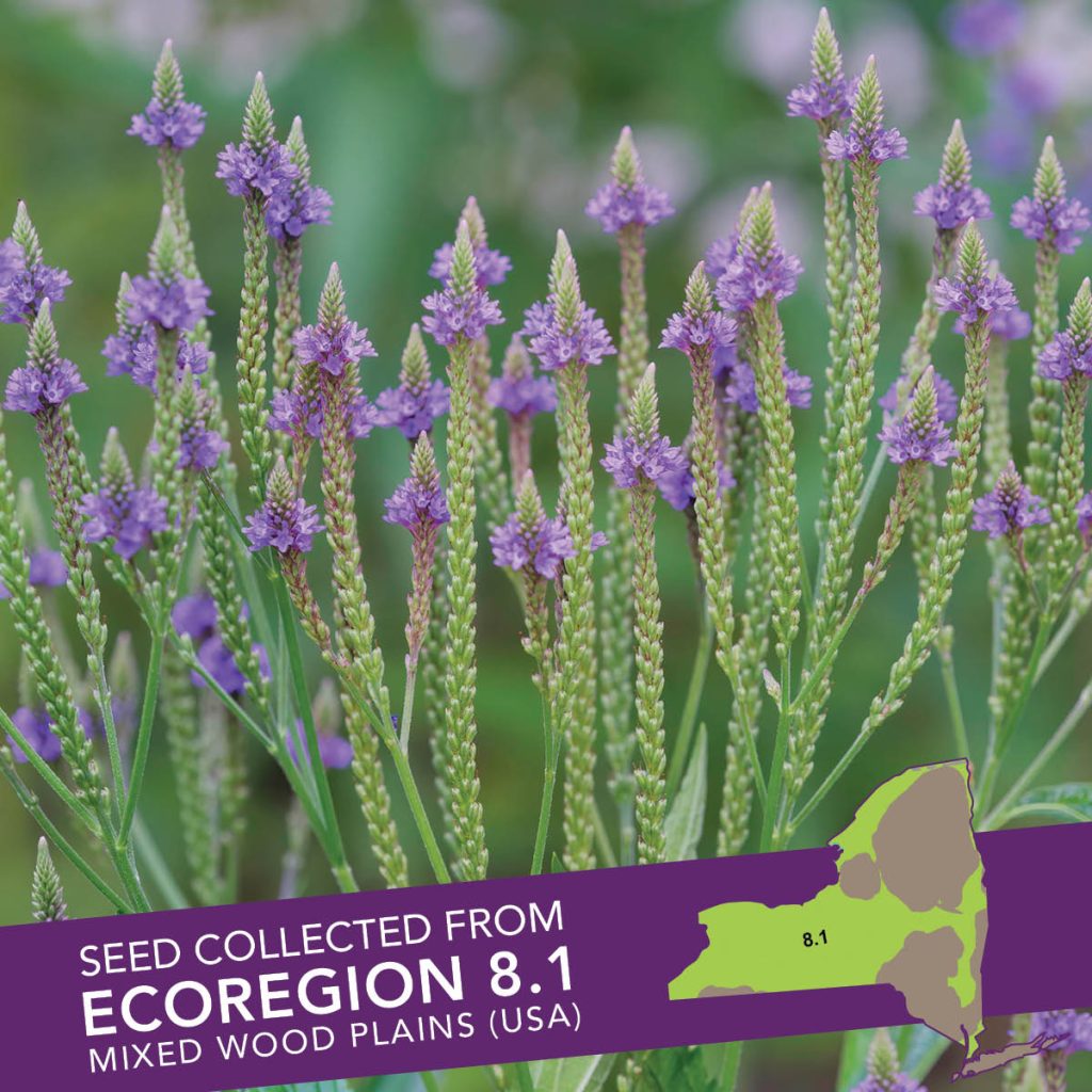 Blue Vervain (Verbena hastata) Seed Packet - Ecoregion 8.1