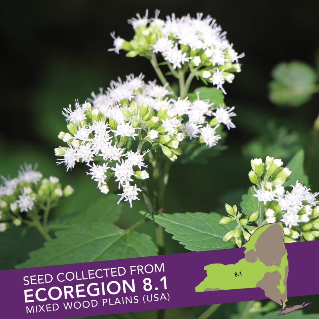 White Snakeroot (Ageratina altissima) Seed Packet - Ecoregion 8.1