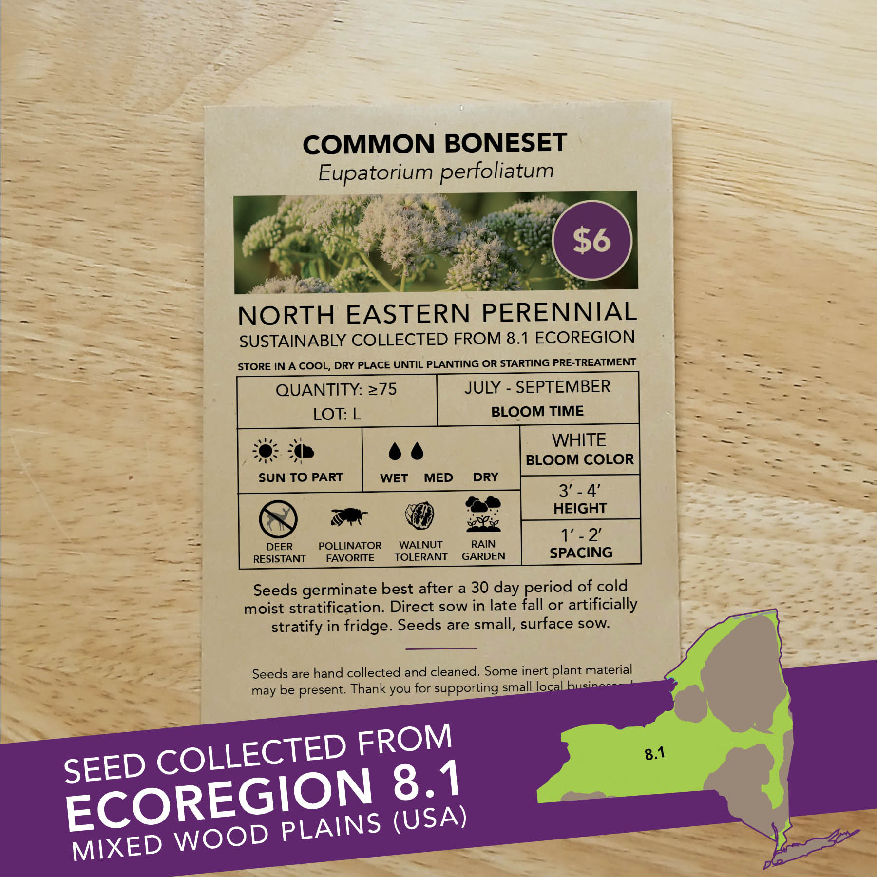 Common Boneset (Eupatorium perfoliatum) Seed Packet - Ecoregion 8.1 - Image 2