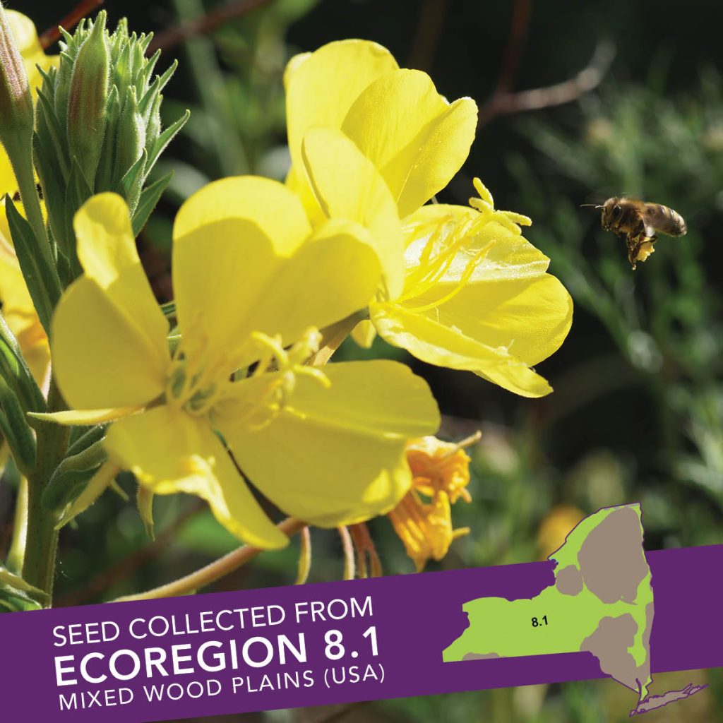 Common Evening-primrose (Oenothera biennis) Seed Packet - Ecoregion 8.1