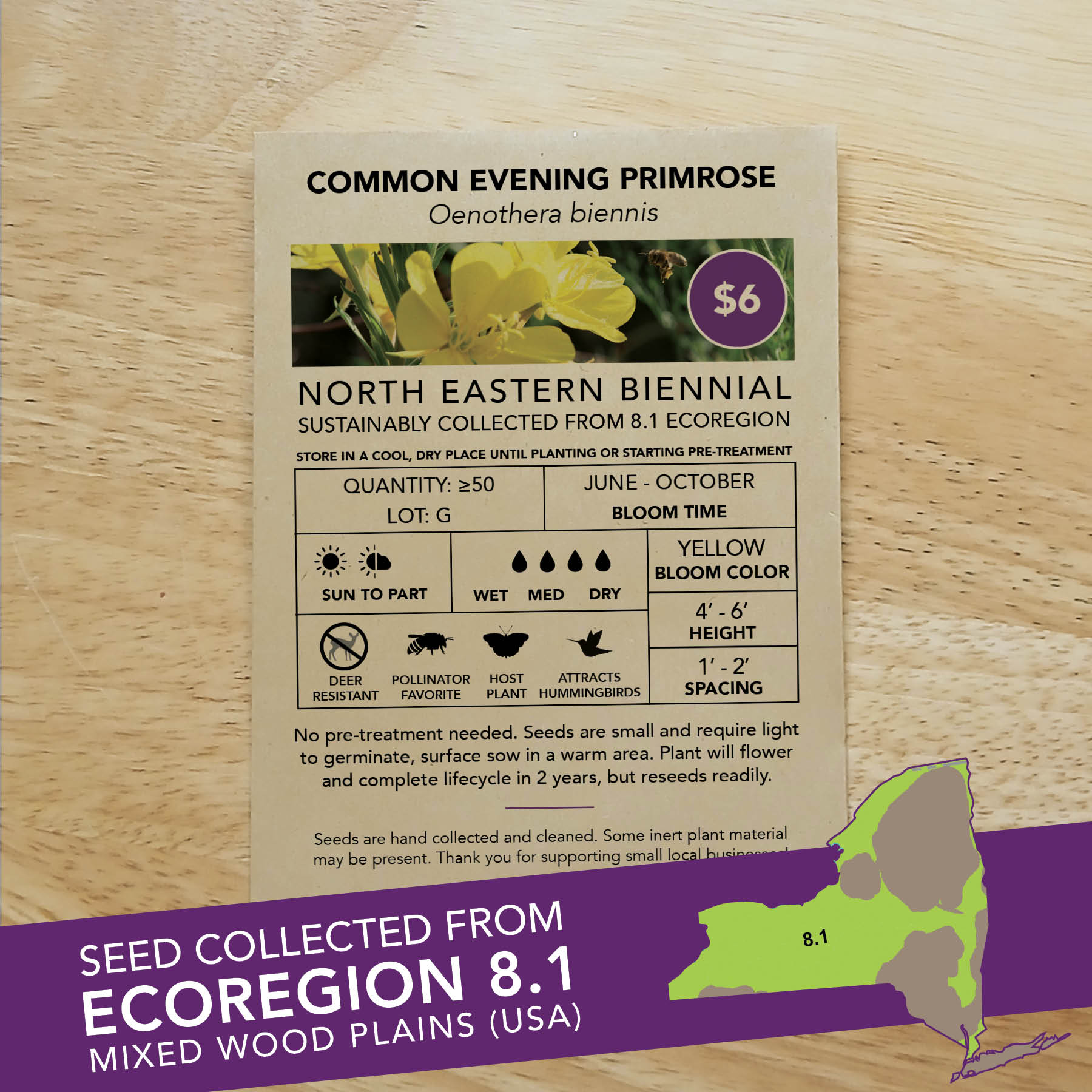 Common Evening-primrose (Oenothera biennis) Seed Packet - Ecoregion 8.1 - Image 2