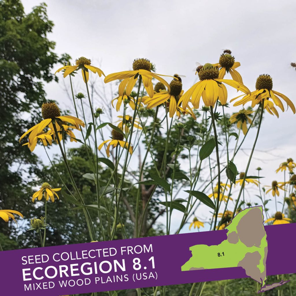 Cutleaf Coneflower (Rudbeckia laciniata) Seed Packet - Ecoregion 8.1