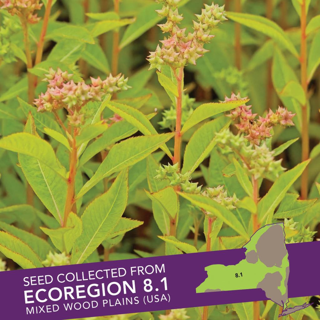 Ditch Stonecrop (Penthorum sedoides) Seed Packet - Ecoregion 8.1