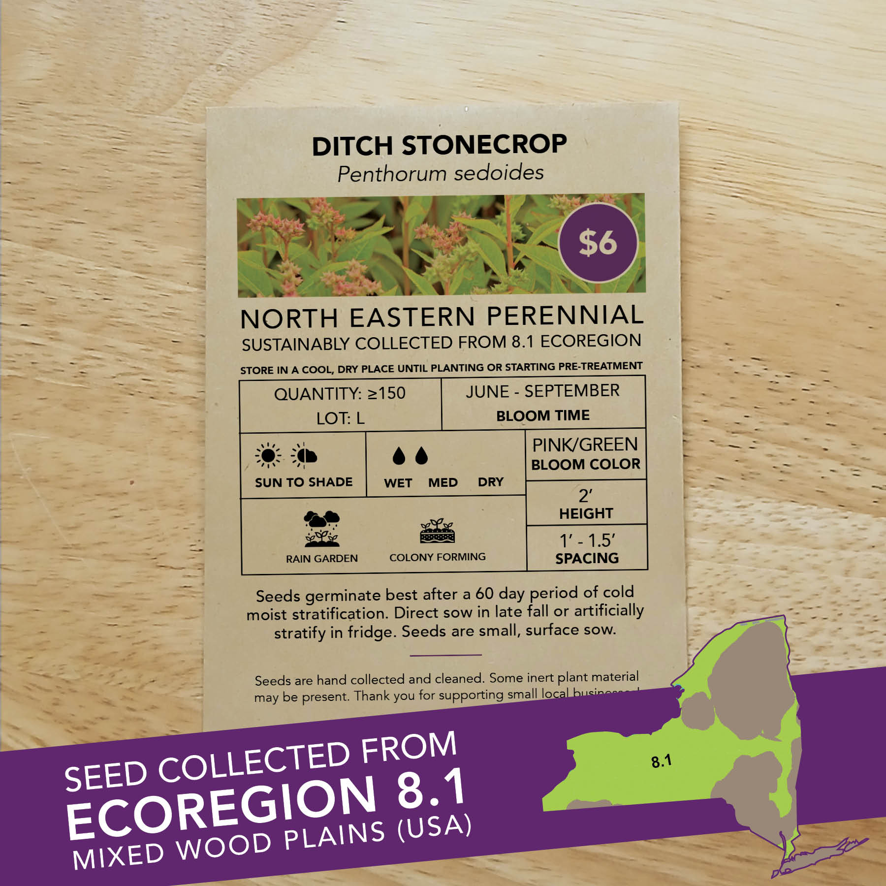 Ditch Stonecrop (Penthorum sedoides) Seed Packet - Ecoregion 8.1 - Image 2
