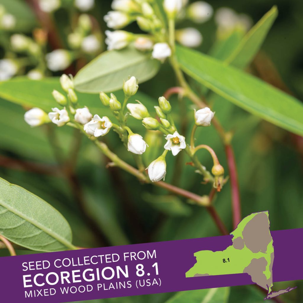 Dogbane (Apocynum cannabinum) Seed Packet - Ecoregion 8.1