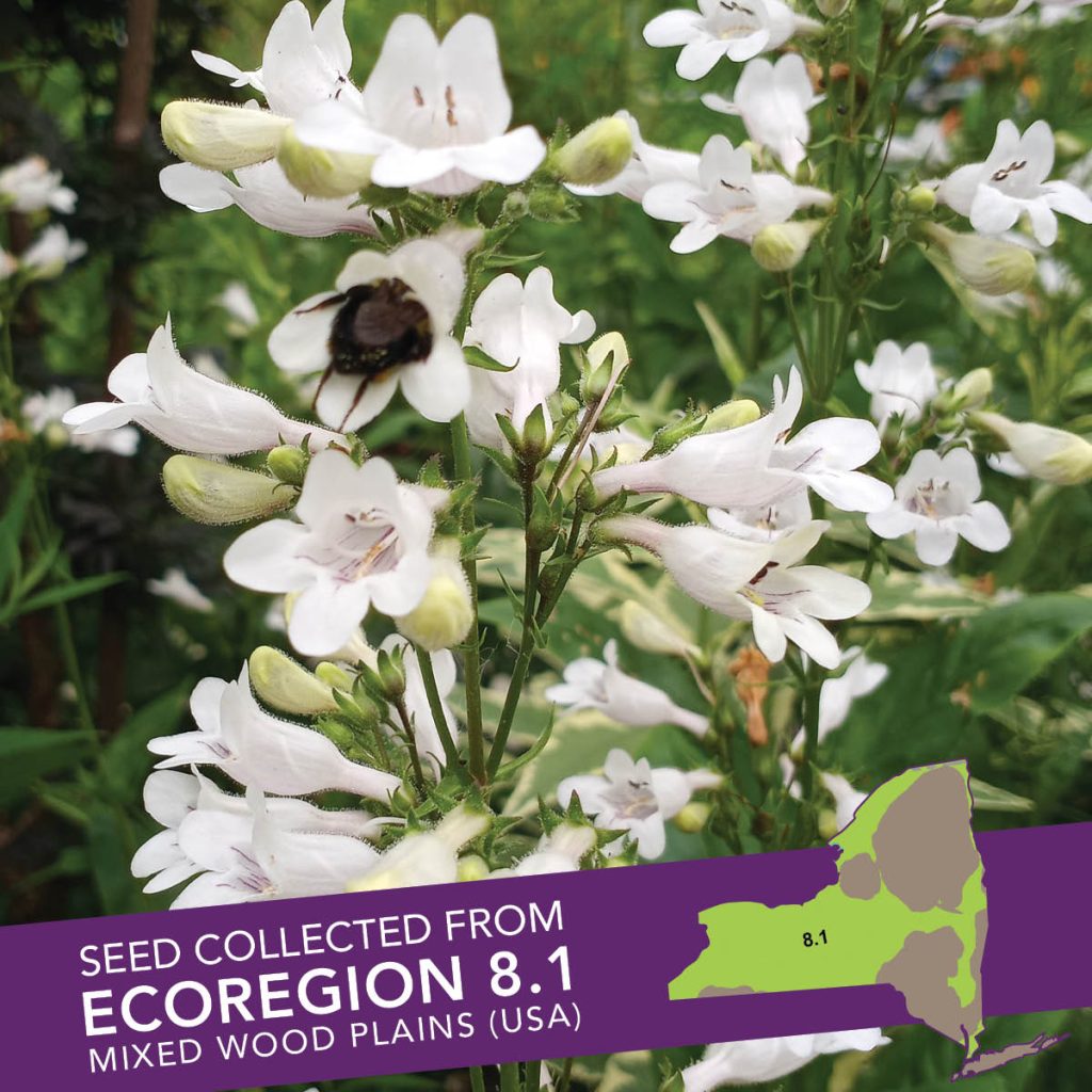 Foxglove Beardtongue (Penstemon digitalis) Seed Packet - Ecoregion 8.1