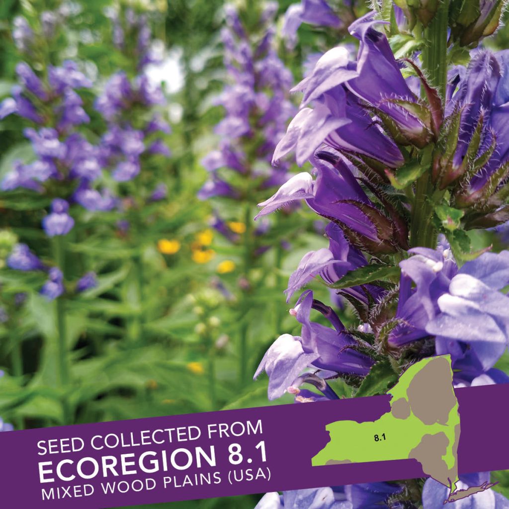 Great Blue Lobelia (Lobelia siphilitica) Seed Packet - Ecoregion 8.1