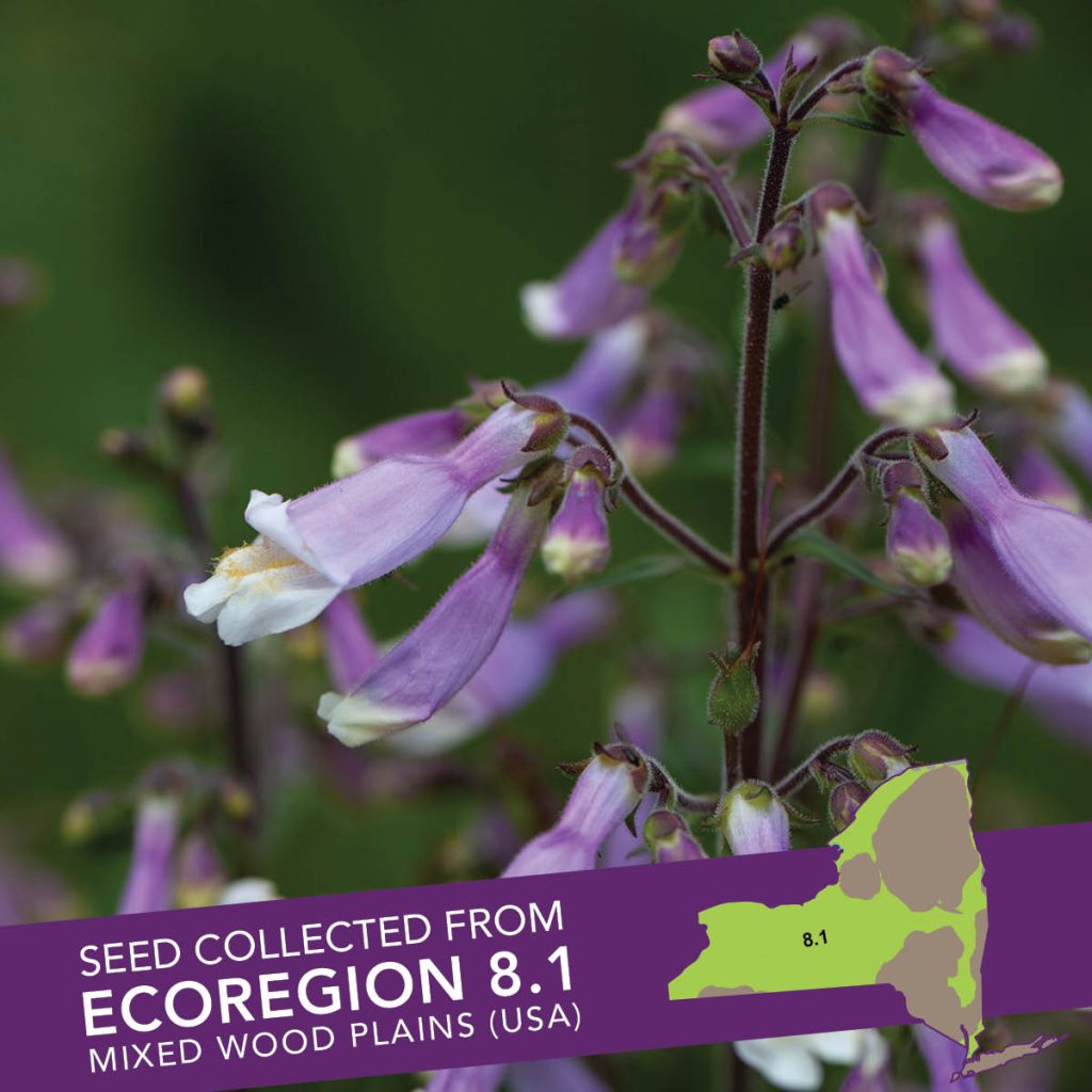Hairy Beardtongue (Penstemon hirsutus) Seed Packet - Ecoregion 8.1
