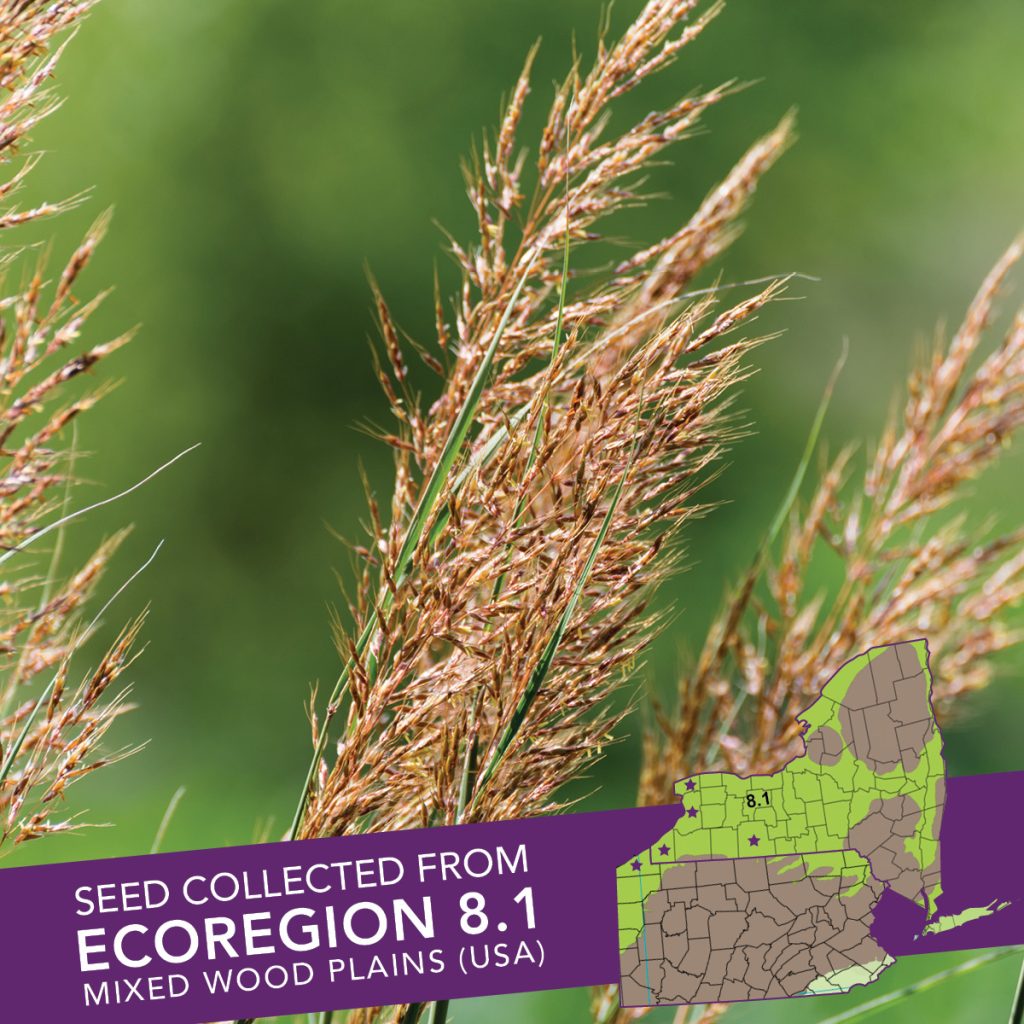 Indian Grass (Sorghastrum nutans) Seed Packet - Ecoregion 8.1