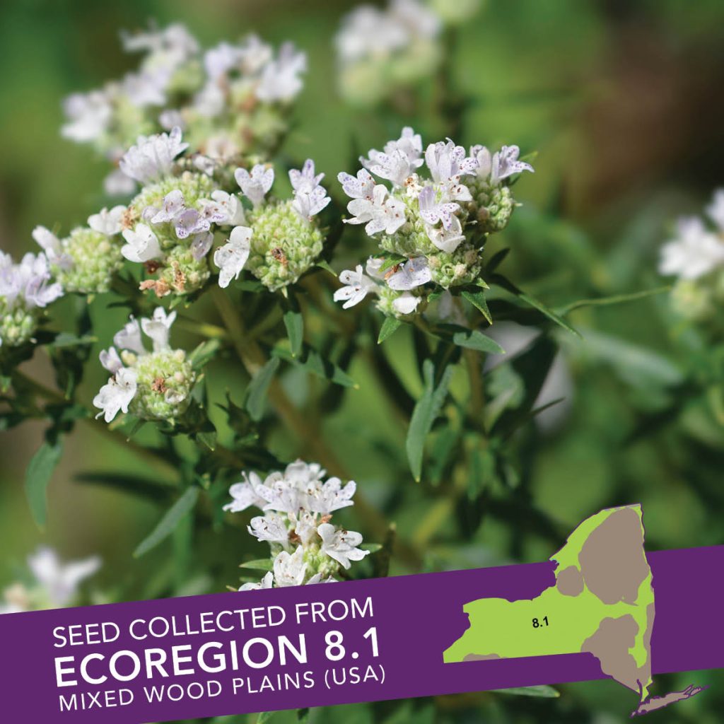 Virginia Mountain Mint (Pycnanthemum virginianum) Seed Packet - Ecoregion 8.1