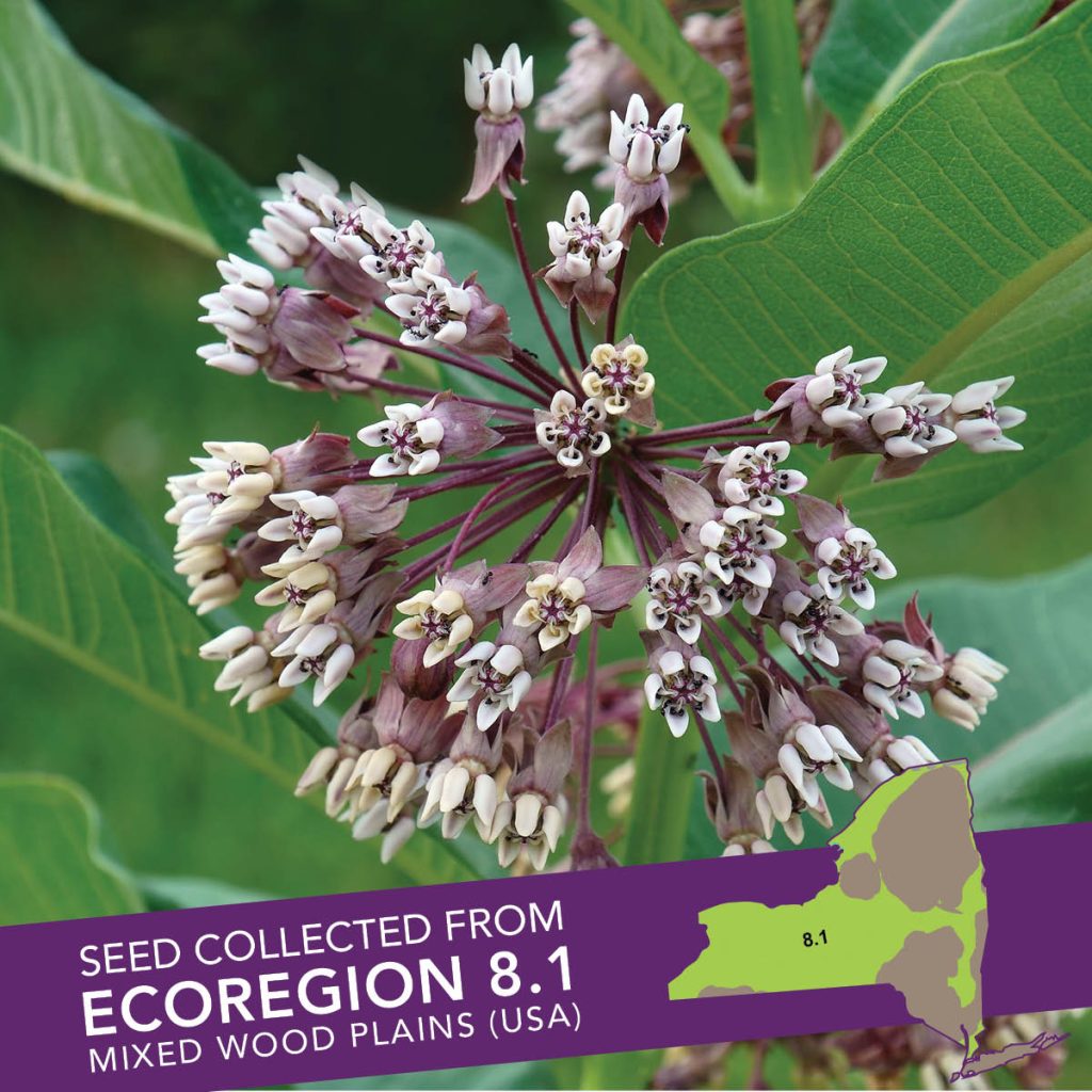 Common Milkweed (Asclepias syriaca) Seed Packet - Ecoregion 8.1