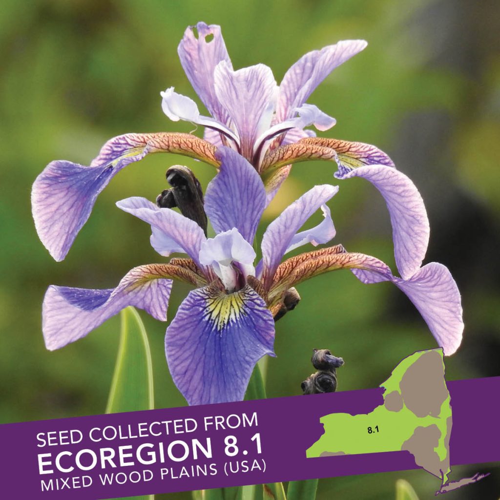 Blue Flag Iris (Iris versicolor) Seed Packet - Ecoregion 8.1