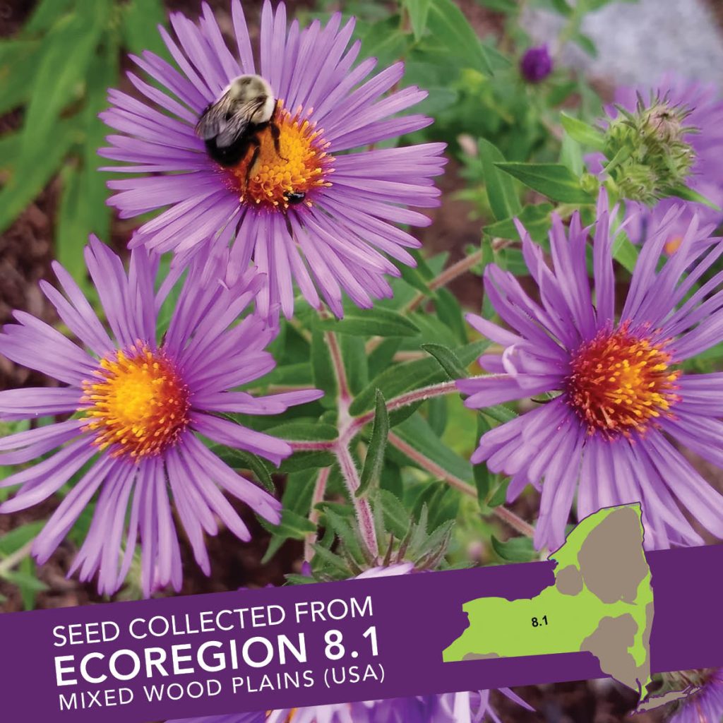 New England Aster (Symphyotrichum novae-angliae) Seed Packet - Ecoregion 8.1