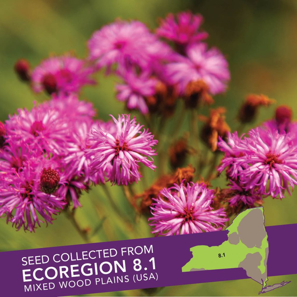 New York Ironweed (Vernonia noveboracensis) Seed Packet - Ecoregion 8.1