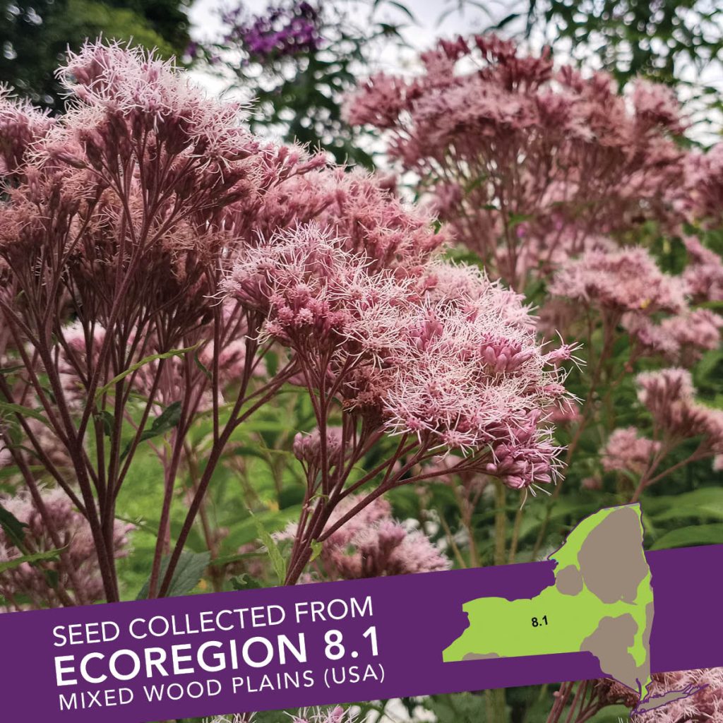 Spotted Joe Pye (Eutrochium maculatum) Seed Packet - Ecoregion 8.1