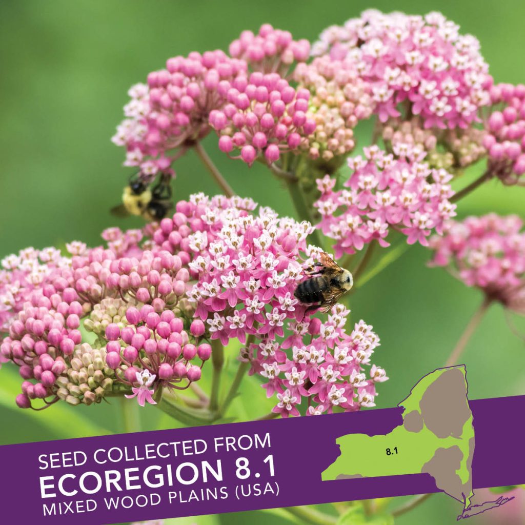 Swamp Milkweed (Asclepias incarnata) Seed Packet - Ecoregion 8.1