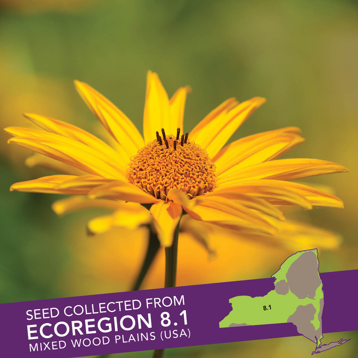 Smooth Oxeye (Heliopsis helianthoides) Seed Packet - Ecoregion 8.1