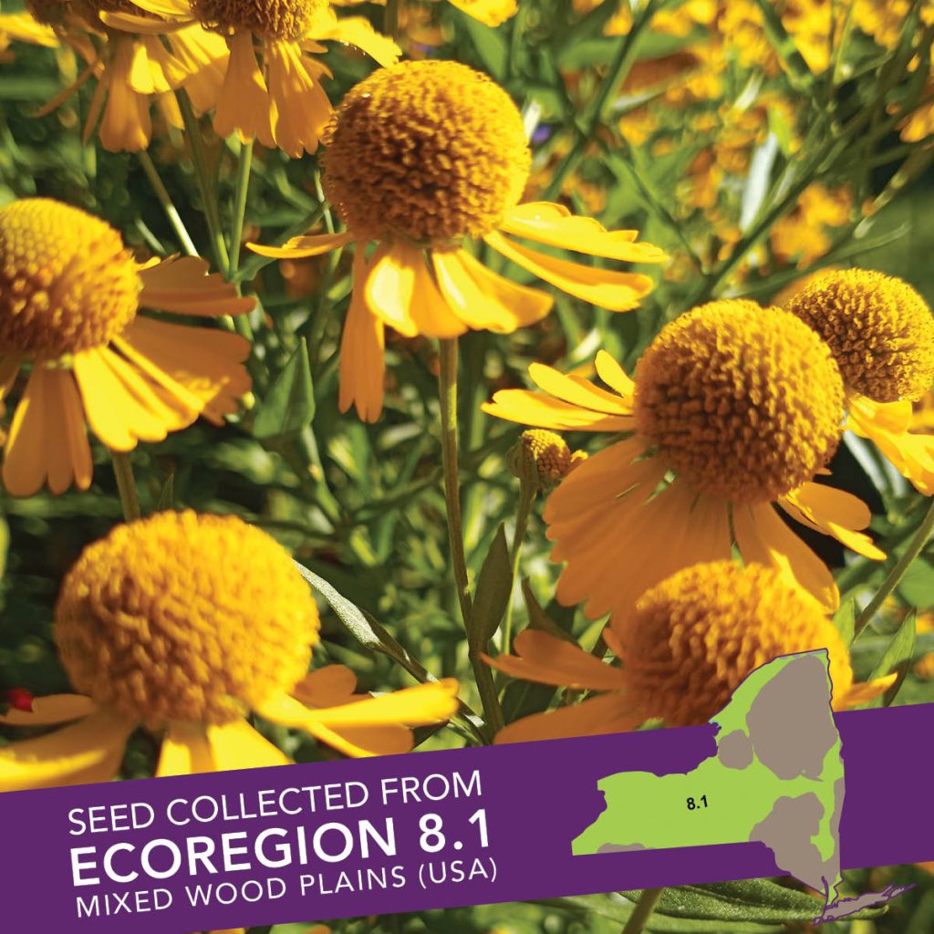 Sneezeweed (Helenium autumnale) Seed Packet - Ecoregion 8.1