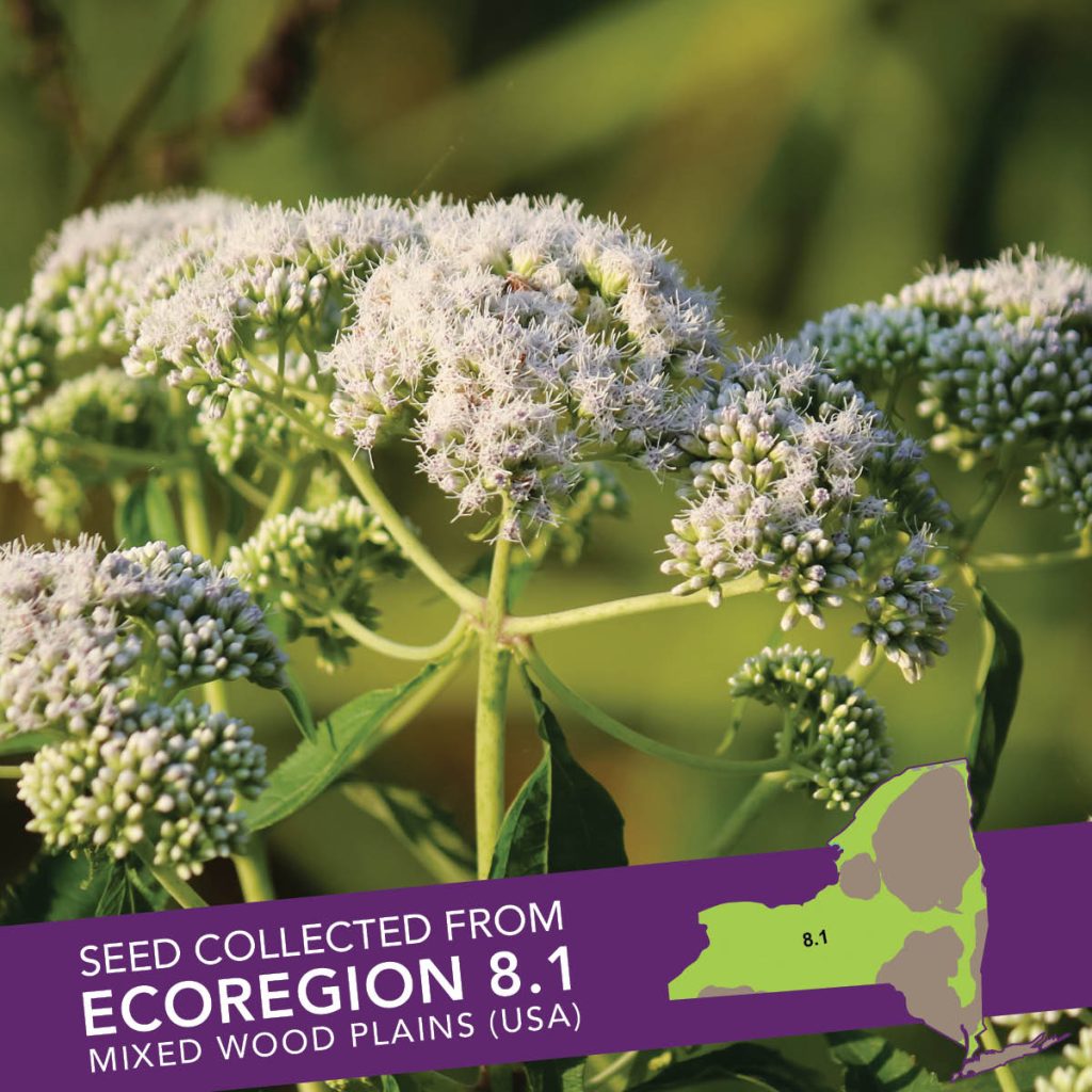 Common Boneset (Eupatorium perfoliatum) Seed Packet - Ecoregion 8.1