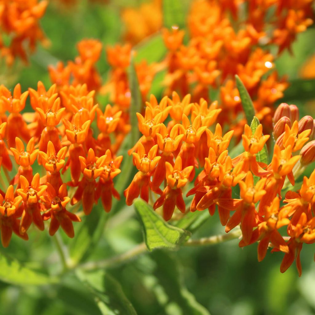 Butterfly Weed (Asclepias tuberosa) Seed Packet