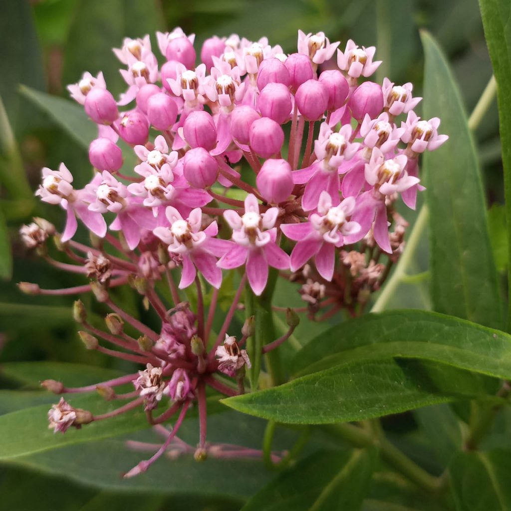 Swamp Milkweed (Asclepias incarnata) Seed Packet