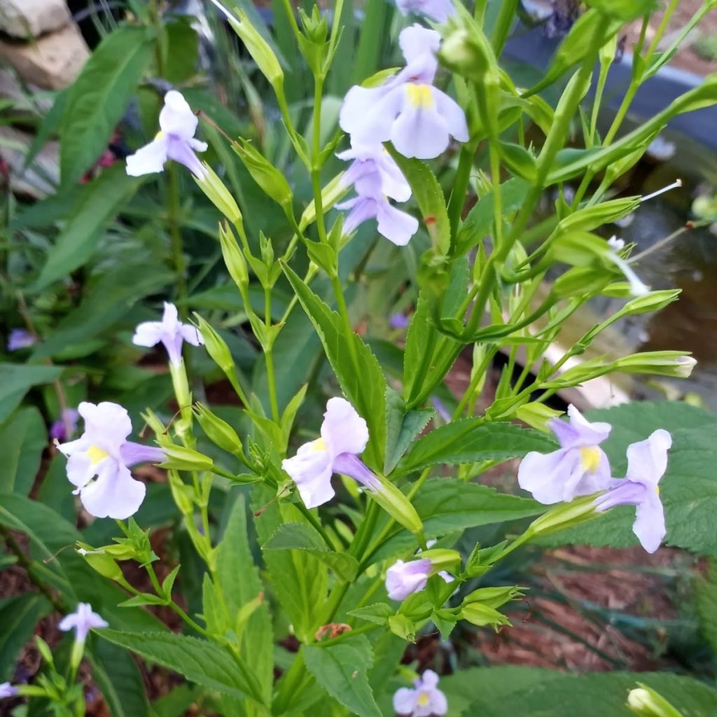 Allegheny Monkeyflower (Mimulus ringens) Seed Packet