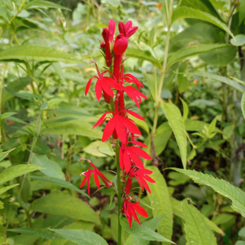 Cardinal Flower (Lobelia cardinalis) Seed Packet