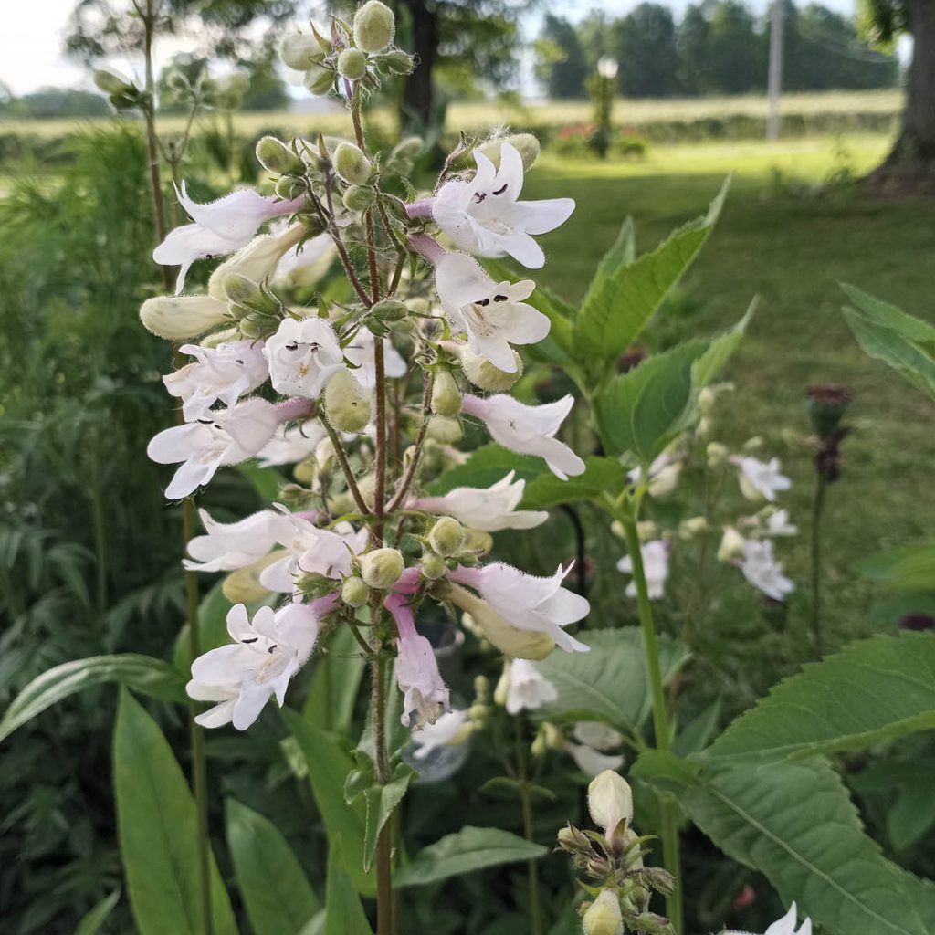 Foxglove Beardtongue (Penstemon digitalis) Seed Packet