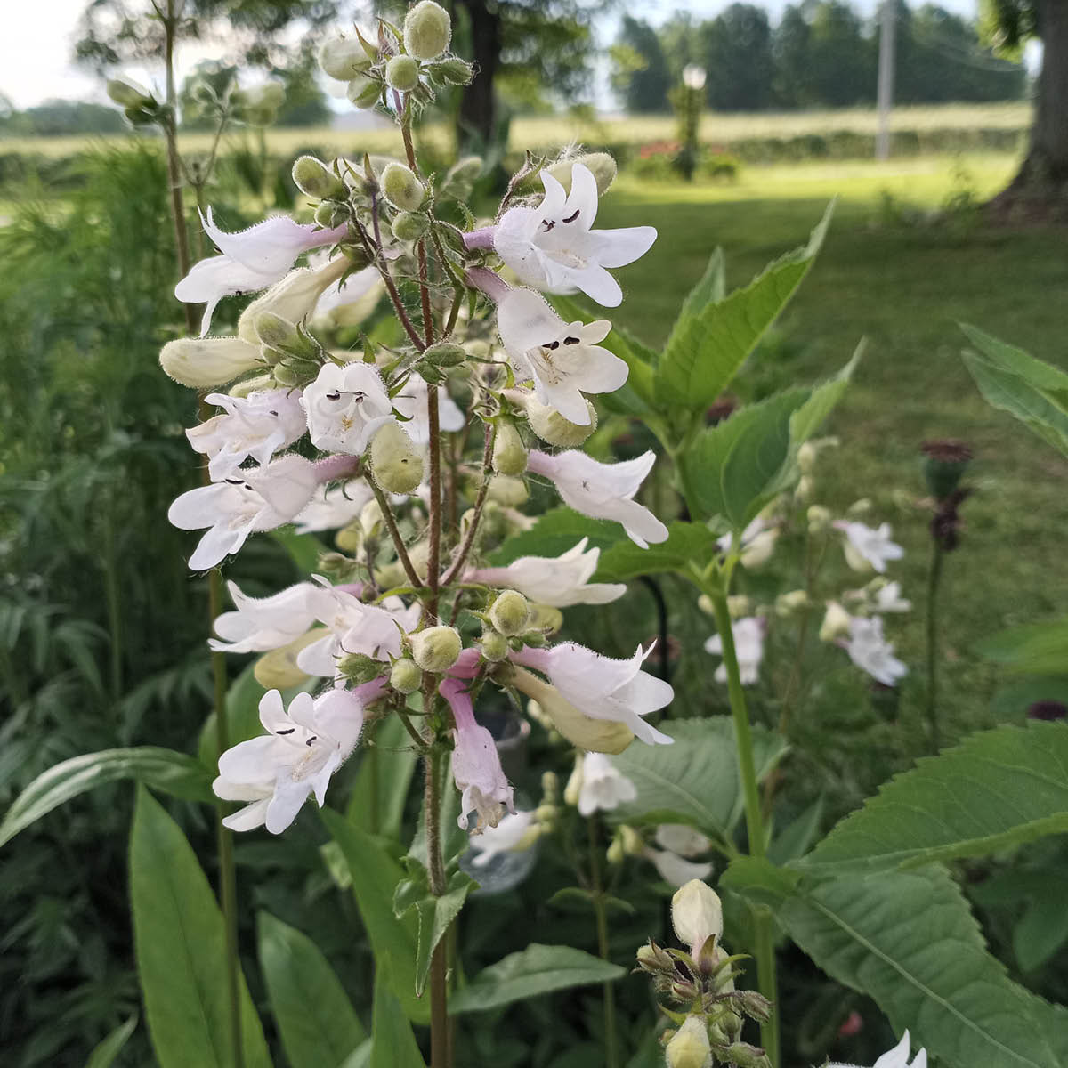 Foxglove Beardtongue (Penstemon digitalis) Seed Packet