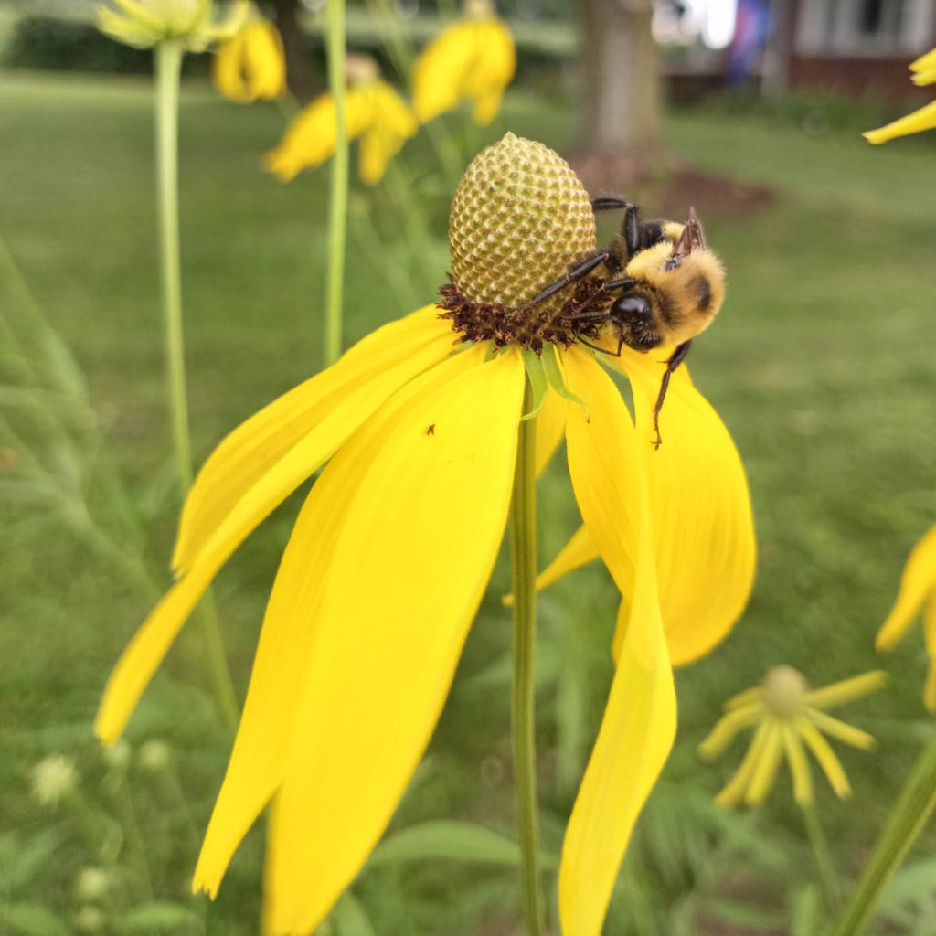 Gray-headed Coneflower (Ratibida pinnata) Seed Packet