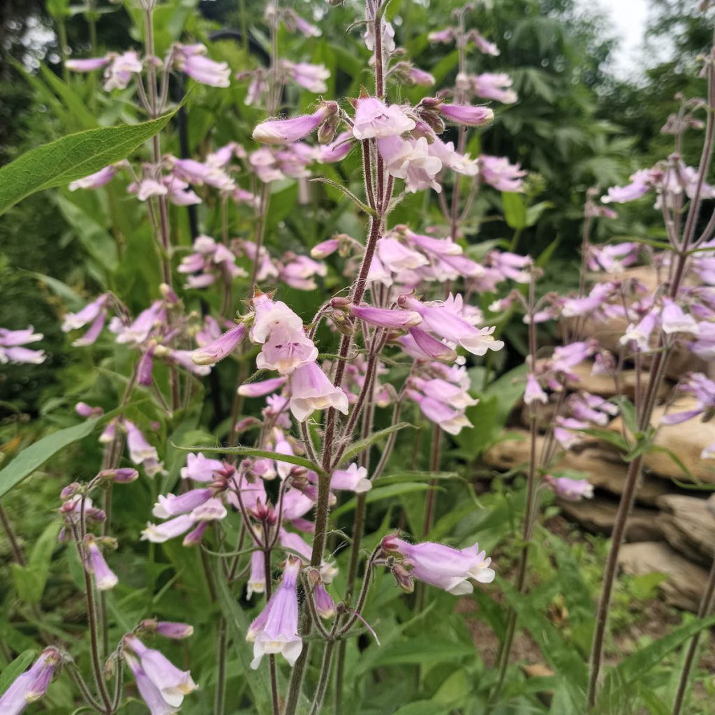 Hairy Beardtongue (Penstemon hirsutus) Seed Packet