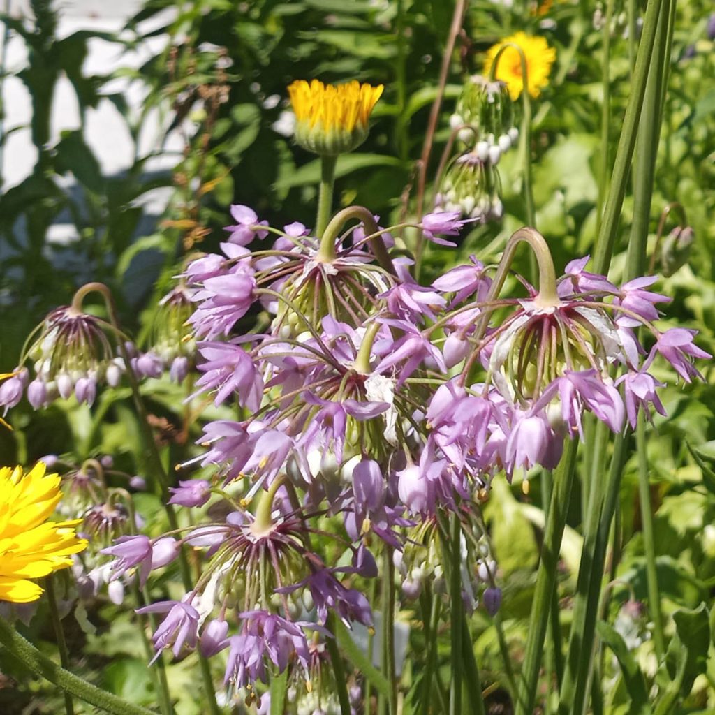 Nodding Onion (Allium cernuum) Seed Packet