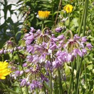Nodding Onion (Allium cernuum) Seed Packet