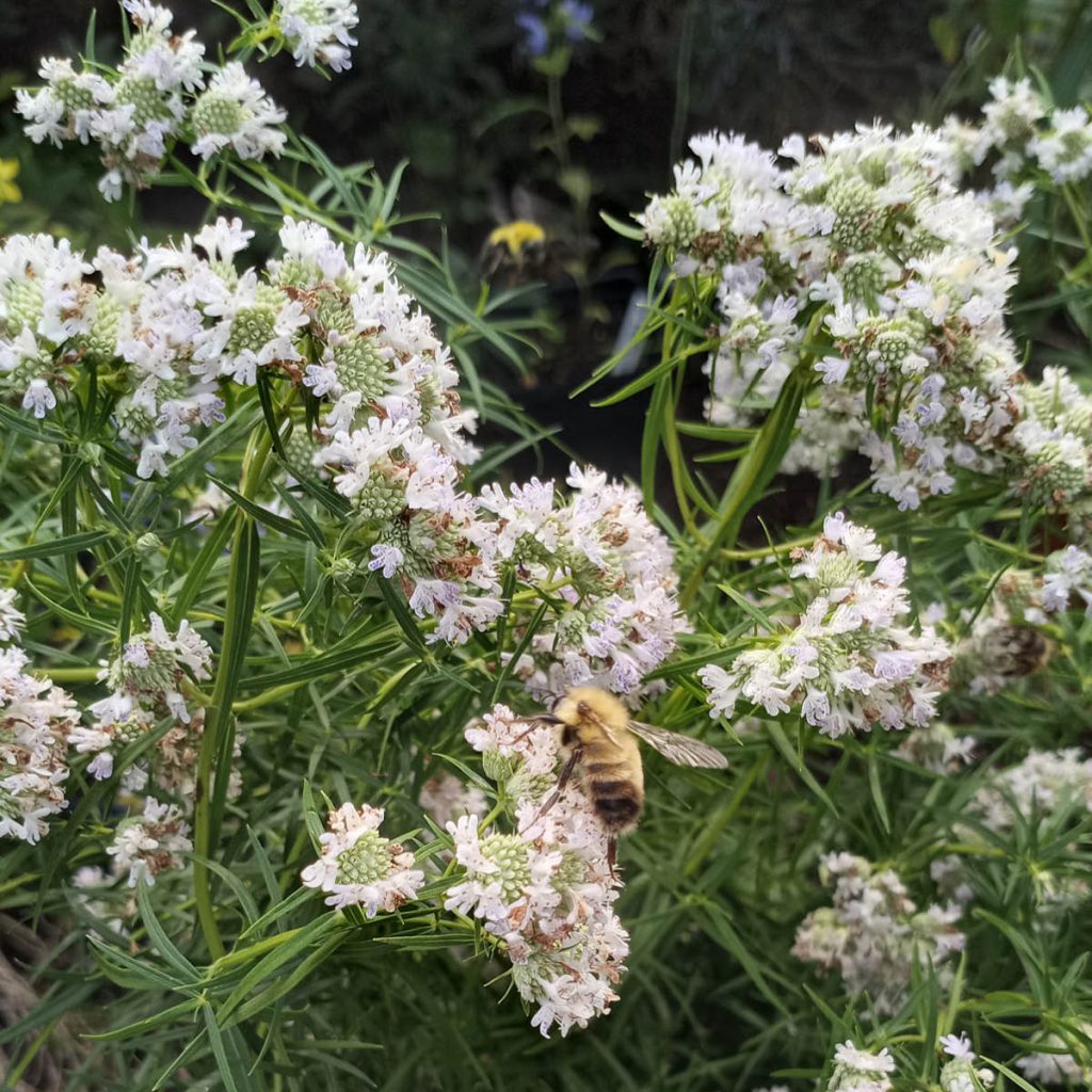 Narrow Leaf Mountain Mint (Pycnanthemum tenuifolium) Seed Packet