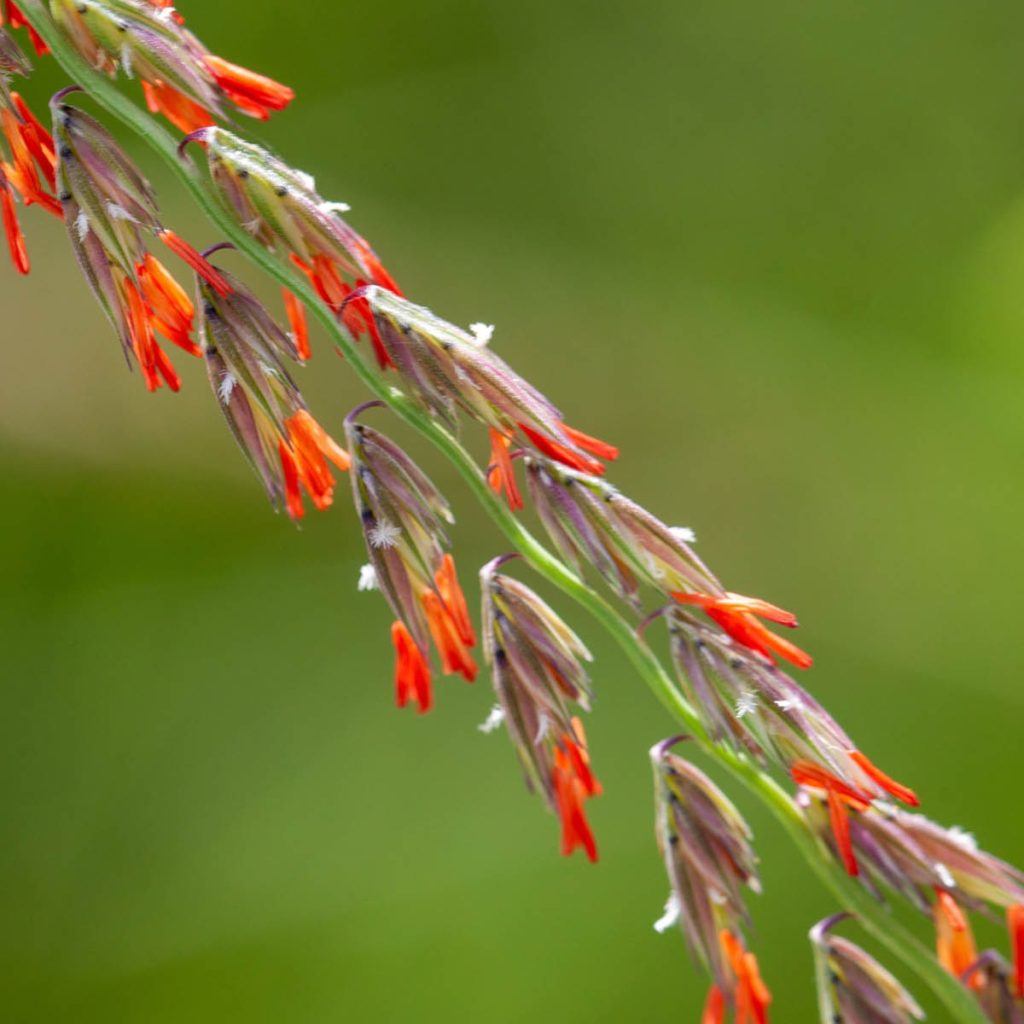 Side-Oats Grama (Bouteloua curtipendula) Seed Packet