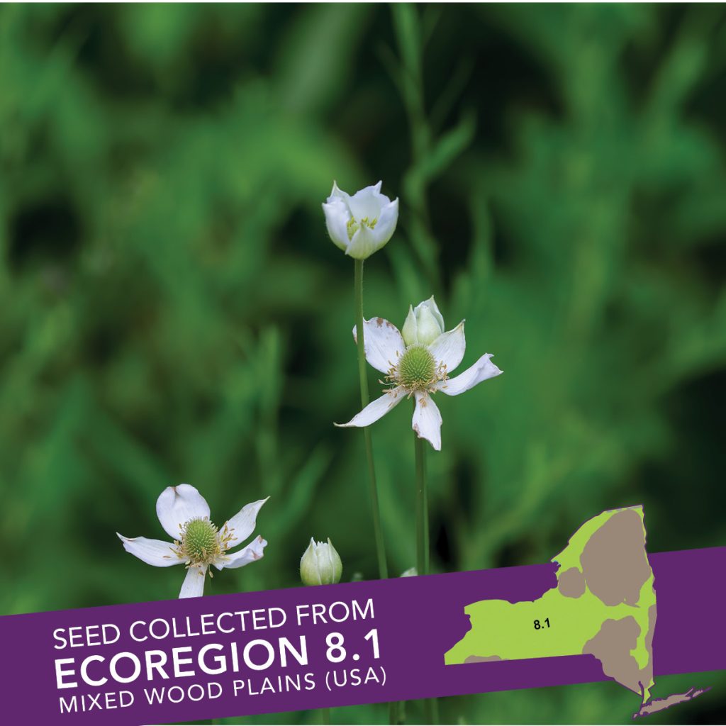 Tall Thimbleweed (Anemone virginiana) Seed Packet – Ecoregion 8.1