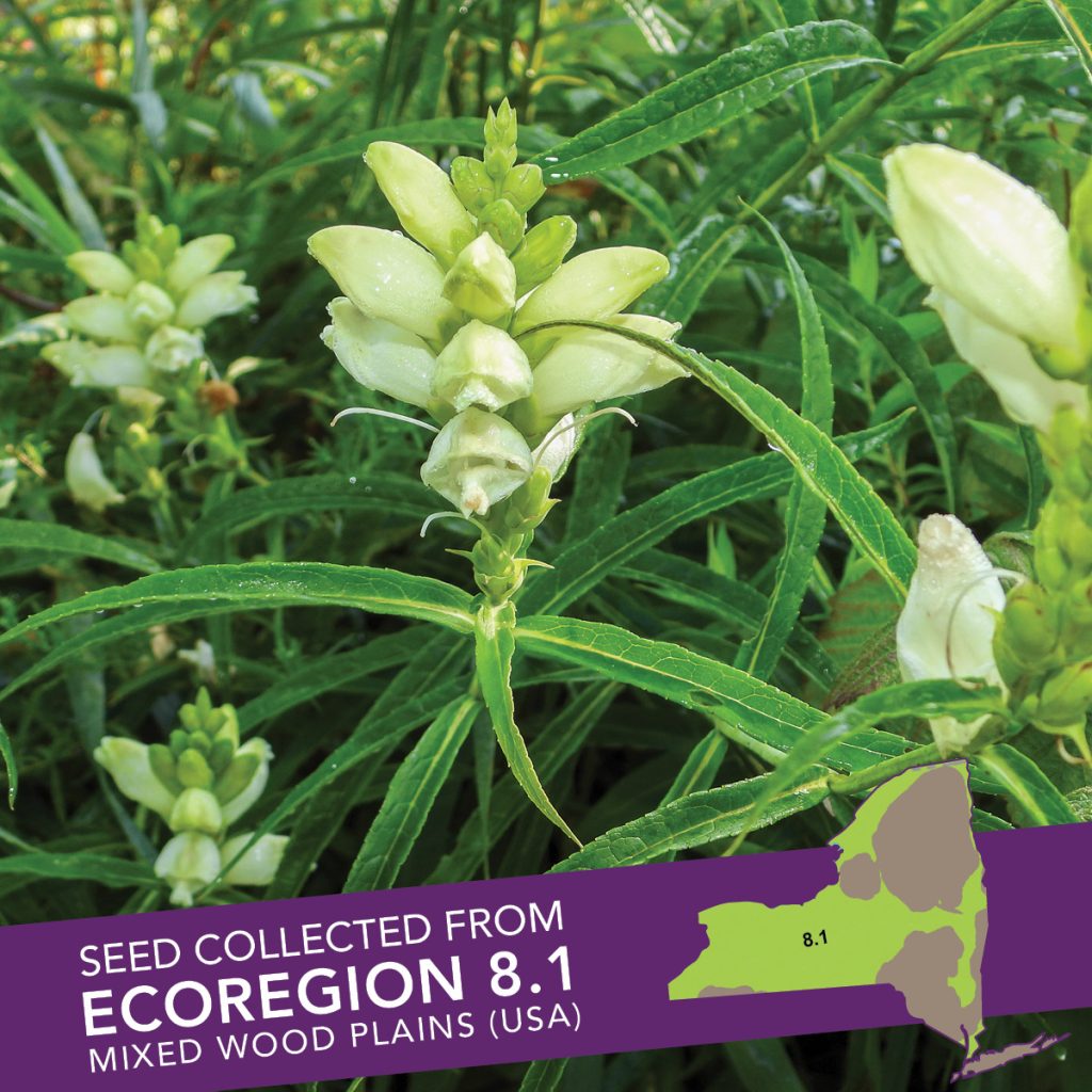 White Turtlehead (Chelone glabra) Seed Packet – Ecoregion 8.1