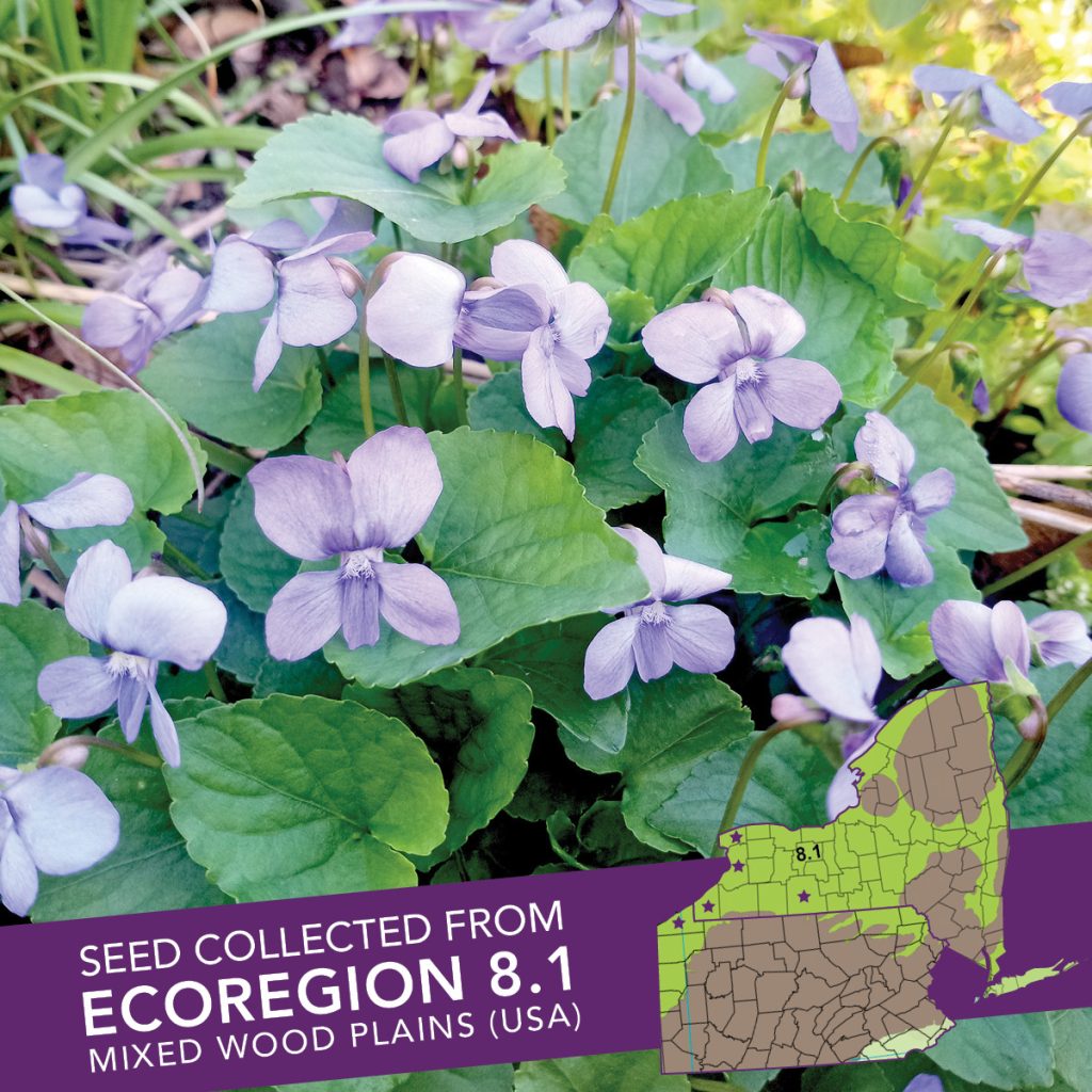 Common Blue Violet (Viola sororia) Seed Packet – Ecoregion 8.1