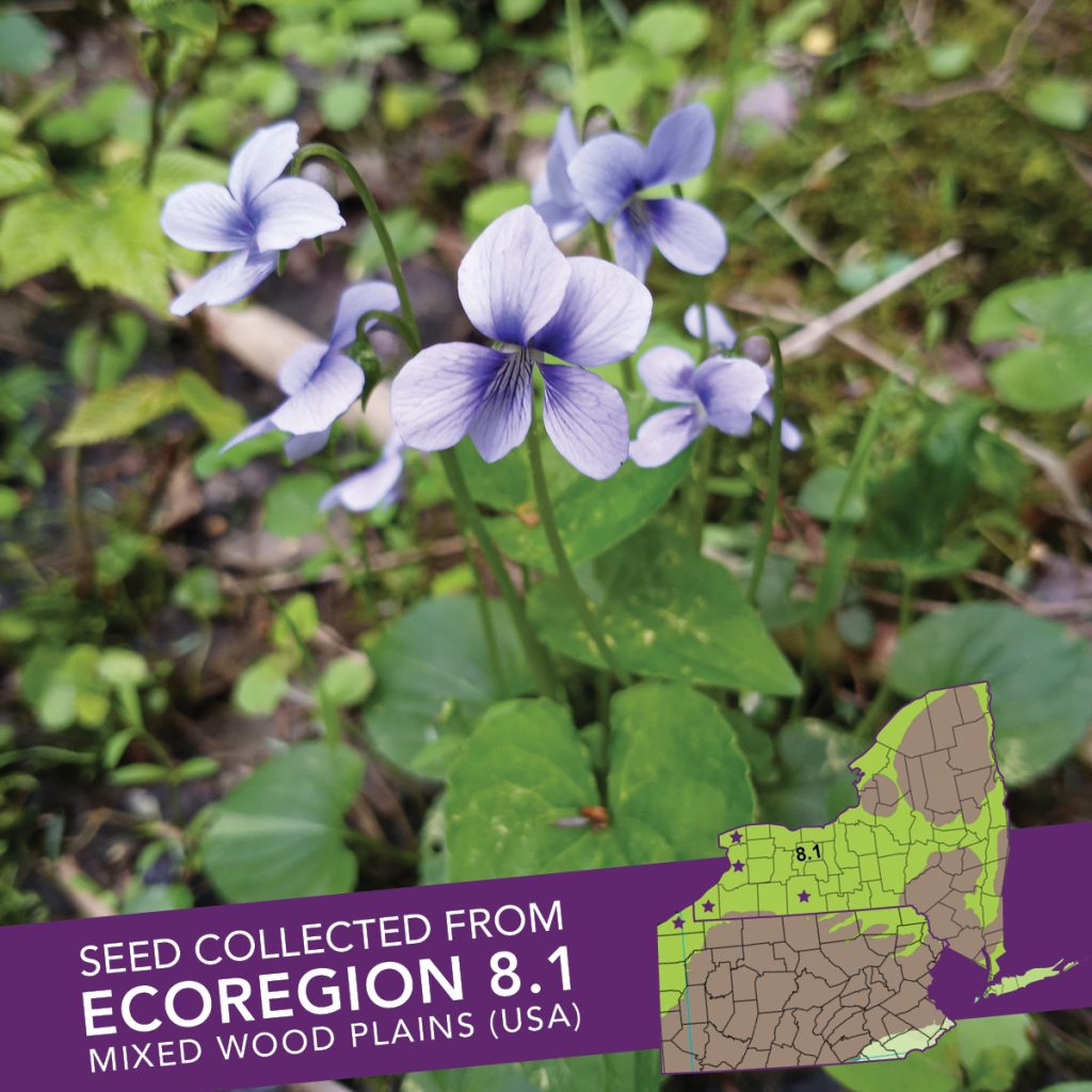 Marsh Blue Violet (Viola cucullata) Seed Packet – Ecoregion 8.1