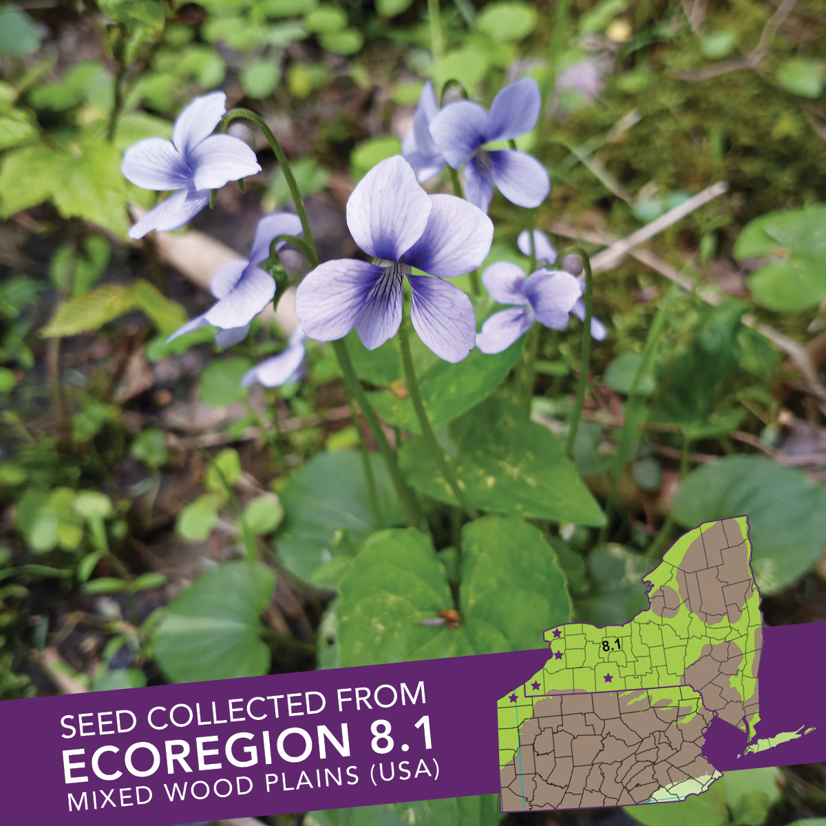 Marsh Blue Violet (Viola cucullata) Seed Packet – Ecoregion 8.1