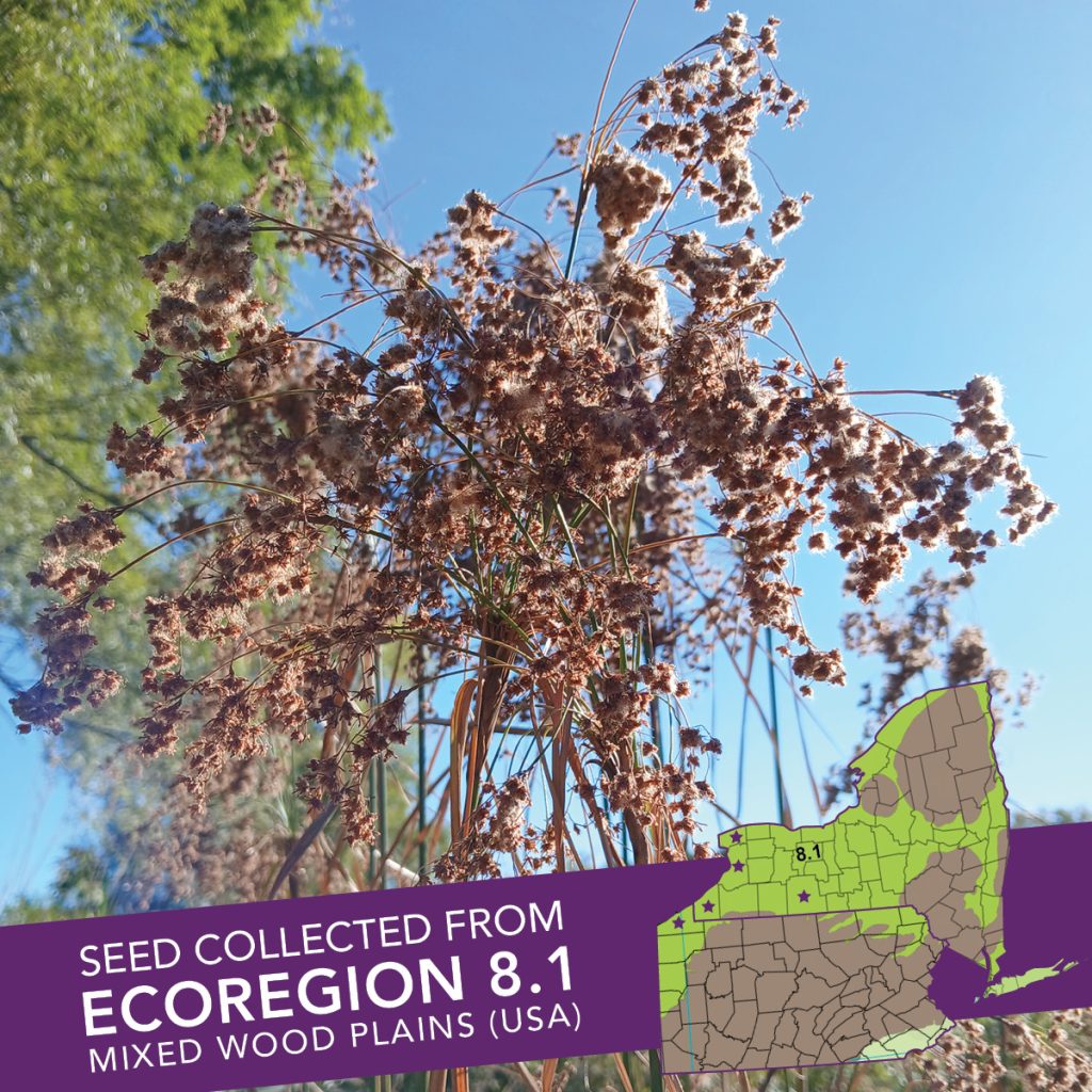 Wool Grass (Scirpus cyperinus) Seed Packet – Ecoregion 8.1