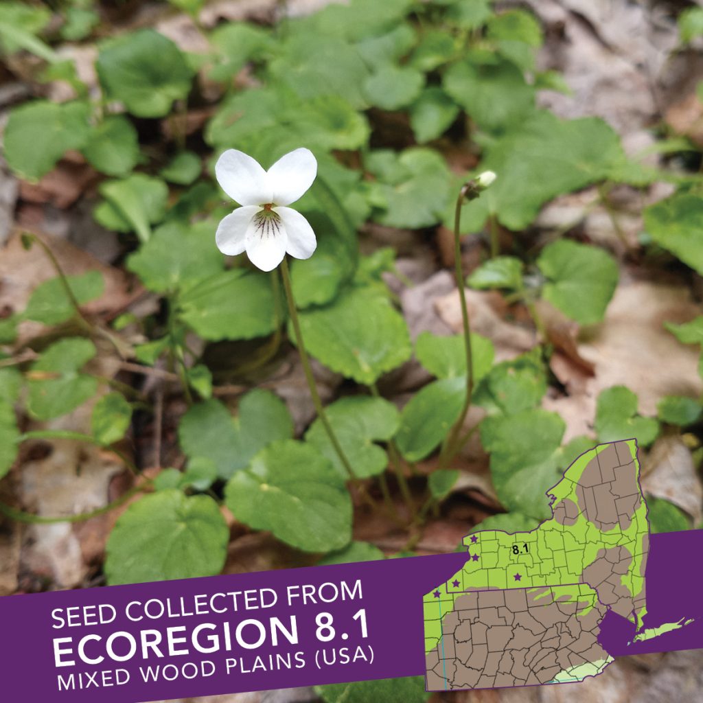 Sweet White Violet (Viola blanda) Seed Packet – Ecoregion 8.1
